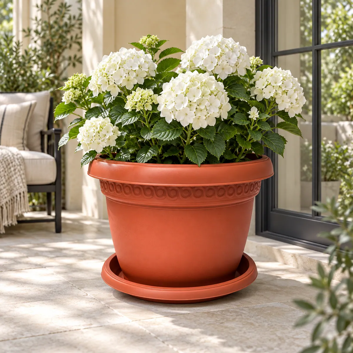 B102-8 Pot 8 terracotta planter with white hydrangeas on a European veranda